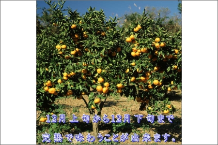 【0553-3】御坊市・日高川町・由良町産 温州みかん（ゆらっ子）5kg《先行予約》