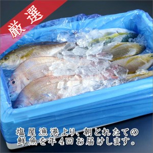 【8001-2】御坊産鮮魚セット 2.5kg 【定期便】(年4回お届け)