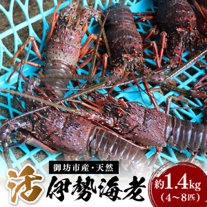 天然活伊勢海老 約1.4kg(御坊産)【配送不可地域：北海道・青森・秋田・岩手・沖縄・離島】