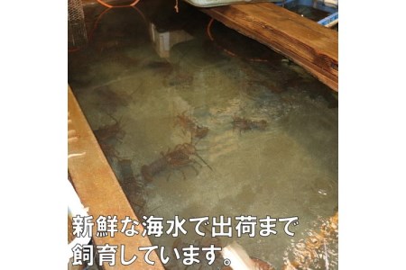 天然活伊勢海老 約1.4kg(御坊産)【配送不可地域：北海道・青森・秋田・岩手・沖縄・離島】