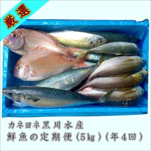 御坊産鮮魚セット 5kg 【定期便】(年4回お届け)【配送不可地域】沖縄・北海道・東北・九州