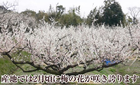 【0607-3】お徳用紀州南高梅つぶれ詰合せ