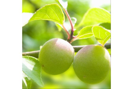 【0637-3】薬師梅贈答用　木箱入梅干し　『風』うすしお味　450ｇ