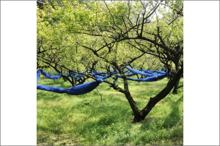 【0744-5】やまだ南高梅 花(250g×3個)