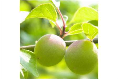 【0728-3】薬師梅贈答用　木箱入梅干し『蜜』はちみつ味　800ｇ