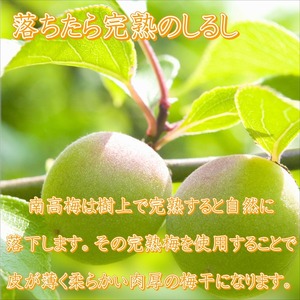 【8019-3】御坊市　紀州南高梅1.5kgの定期便（春・夏・秋・冬）4回