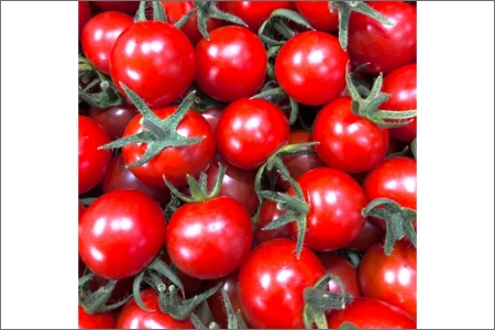 【0910-3】ミニトマト（キャロルセブン）2kg≪先行予約2025年11月より順次発送予定≫