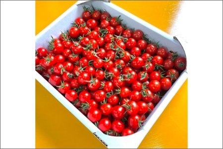 【0910-3】ミニトマト（キャロルセブン）2kg≪先行予約2025年11月より順次発送予定≫