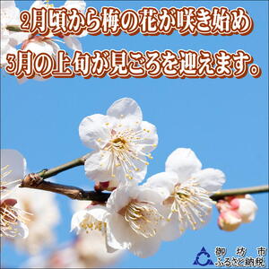 【0918-4】【家庭用】紀州南高梅　かつお梅　1.2ｋｇ