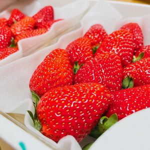 【0818-6】【和歌山オリジナルブランドいちご】完熟まりひめ苺　４パック《先行予約》