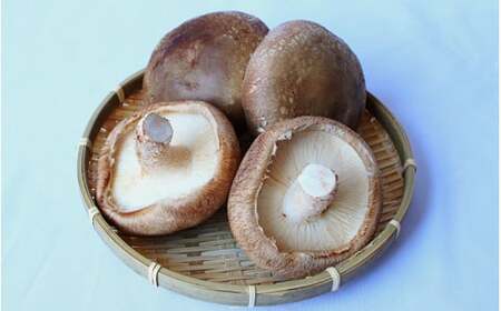 龍神マッシュの生しいたけ５袋セット / 肉厚 無農薬 菌床栽培 きのこ シイタケ 椎茸 和歌山県 田辺市 【mas002】