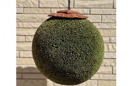 龍神の杉玉(中) / 和歌山県 田辺市 龍神村 酒林 飾り インテリア 【rjm001】