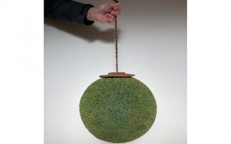 龍神の杉玉(小) / 和歌山県 田辺市 龍神村 酒林 飾り インテリア 【rjm002】