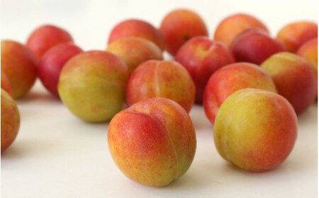 スモモ梅の無添加シロップ 275ml×2本 / すもも スモモ 梅干し 梅干 うめぼし 南高梅 国産 梅 うめ ウメ 健康 シロップ 果汁 和歌山県 田辺市 【bik010】