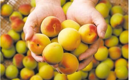 かみはやさんの梅酒 ＜紅＞ 720ml アルコール度数11％ / 梅 うめ 梅酒 酒 紀州南高梅 南高梅 和歌山 紀州産 完熟梅 本格梅酒 ギフト プレゼント お土産 手土産 贈答 お歳暮 リキュール 【okh022】