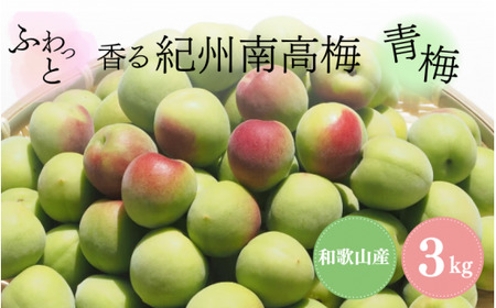 ふわっと香る紀州南高梅　青梅3kg ※2025年6月中旬～７月上旬頃に順次発送予定【期間限定：2025年5月31日まで】 / 和歌山 田辺市 紀州南高梅 南高梅 梅干し 梅干 梅 うめ 青梅 梅シロップ 梅酒 【nok001】