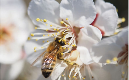 ふわっと香る紀州南高梅　青梅3kg ※2025年6月中旬～７月上旬頃に順次発送予定【期間限定：2025年5月31日まで】 / 和歌山 田辺市 紀州南高梅 南高梅 梅干し 梅干 梅 うめ 青梅 梅シロップ 梅酒 【nok001】