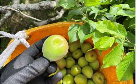 ＜先行予約＞【定期便】【期間限定・2026/4/30まで】中山農園「青梅」古城梅・南高梅各1kg / 紀州南高梅 梅シロップ 梅ジュース 梅酒 和歌山県 【nak038-tk】