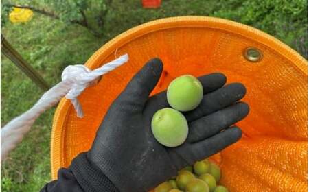 <先行予約>【定期便】【期間限定・2026/4/30まで】中山農園「青梅」古城梅・南高梅各3kg / 紀州南高梅 梅シロップ 梅ジュース 梅酒 和歌山県 【nak039-tk】