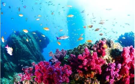 【和歌山 田辺・ファンダイブ/2ボート】大阪から2時間で叶う!田辺ブルーの海♪ 2名様 ★Cライセンスお持ちの方限定★ / ダイビング スキューバダイビング ファンダイビング マリンスポーツ 体験 旅行 観光 レジャー アウトドア サンゴ 熱帯魚 水中 癒し 【tds001-2】