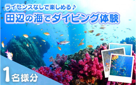 【和歌山 田辺・体験／1ボートダイビング】気軽に水中の世界を体験♪　1名様 / ダイビング スキューバダイビング ファンダイビング マリンスポーツ 体験 旅行 観光 レジャー アウトドア サンゴ 熱帯魚 水中 癒し【tds002-1】