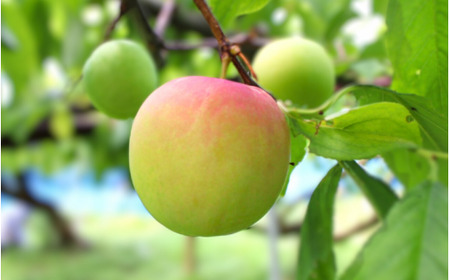 すもも 大石 4kg 【mtm013】