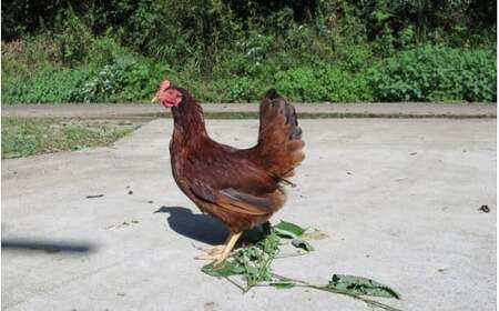 龍神コッコの小さなたまご10個入り×3パック【冷蔵配送】 / 和歌山 田辺市 卵 たまご 鶏卵 平飼い 卵かけごはん【trt022-1-c】