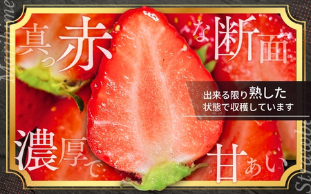 いちご まりひめ 【ご家庭用】 約300g×4パック M~3Lサイズ (サイズ指定不可)【tcs003】