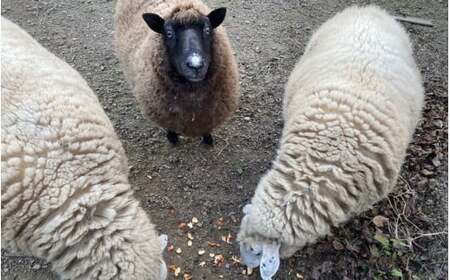 【ご予約】日本産 羊の糸 約100g×1かせ ※2025年10月頃から順次配送 / 毛糸 手芸 編み物 羊 ひつじ 糸 和歌山 本宮 【tsg001】