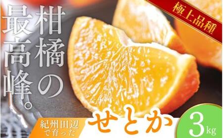 ＼数量限定／ 露地栽培のせとか 3kg / せとか 柑橘の大トロ 高級 ブランド 希少なせとか 品種 和歌山蜜柑 和歌山ミカン 高級みかん 人気みかん 果物 くだもの フルーツ 柑橘 蜜柑 産地直送 国産 和歌山 【tcs027】
