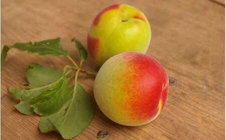 紀州南高梅 白干し梅（塩分約20%）1kg  / 和歌山 田辺市 紀州南高梅 南高梅 梅干し 梅干 梅 うめ 肉厚 お米 おにぎり 焼酎 梅酒 健康 白干し【hnt005】