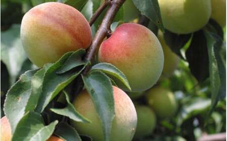 なつかしい梅しそ漬け A級品 250g×4個 計1kg / 和歌山 和歌山県産 田辺市 紀州南高梅 南高梅 梅干し 梅干 梅 しそ漬け しそ梅 昔なつかしい 化学調味料不使用 甘味料不使用 A級【kfo008-1】