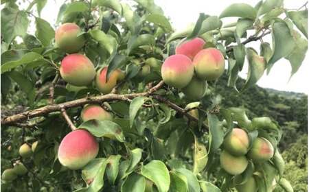 【陶磁器に入った】紀州梅貴妃セット【紀州みかん蜂蜜入り梅干（塩分約５％）550g・低塩しそ漬梅（塩分約７％）550g】  / 田辺市 紀州南高梅 南高梅 梅干し 梅干 梅 うめ 肉厚 お米 おにぎり 焼酎 梅酒 健康 みかん蜂蜜入り しそ漬梅 塩分約5％ 塩分約7％ 壺入り梅干し ギフト プレゼント 贈答【mtz004-1】