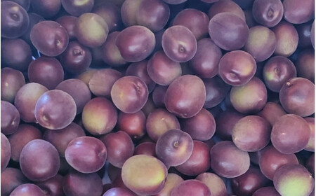 【2026年分先行予約】紫宝梅『ミスなでしこ®』【青梅:4kg】※2026年6月上中旬頃に順次発送予定【期間限定・先行予約・5/31まで】 / 田辺市 青梅 梅 紫宝梅 大梅 大玉 梅シロップ 梅酒【ngm004-1】