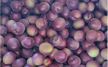 【2026年分先行予約】紫宝梅『ミスなでしこ®』【青梅：1kg】※2026年6月上中旬頃に順次発送予定【期間限定・先行予約・5/30まで】  / 田辺市 青梅 梅 紫宝梅 大梅 大玉 梅シロップ 梅酒【ngm009】