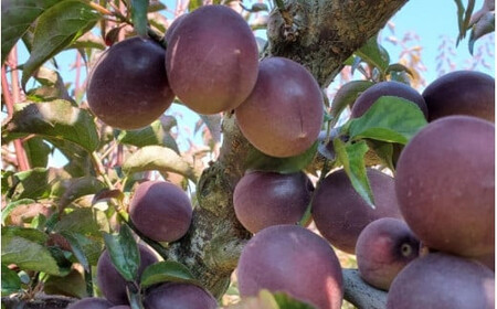 【2026年分先行予約】紫宝梅『ミスなでしこ®』【青梅：1kg】※2026年6月上中旬頃に順次発送予定【期間限定・先行予約・5/30まで】  / 田辺市 青梅 梅 紫宝梅 大梅 大玉 梅シロップ 梅酒【ngm009】