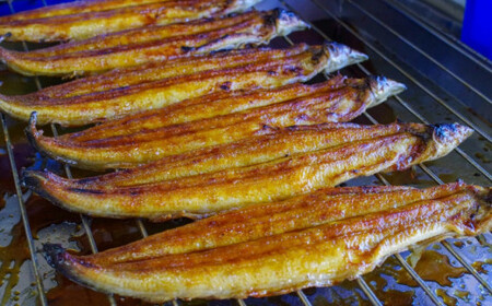 国産うなぎ蒲焼 大サイズハーフカット（頭尾なしで1袋70ｇ以上）×8袋セット / うなぎ 鰻 ウナギ 和歌山 田辺市 国産 国産うなぎ 国産鰻 うなぎ 鰻 蒲焼 かば焼き 土用の丑の日 冷凍【ots004】