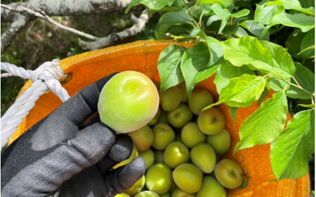 【期間限定・2026/4/30まで】中山農園の南高梅 青梅5kg※2026年5月下旬から順次発送予定※ / 紀州南高梅 梅シロップ 梅ジュース 梅酒 和歌山県 【nak018-1】