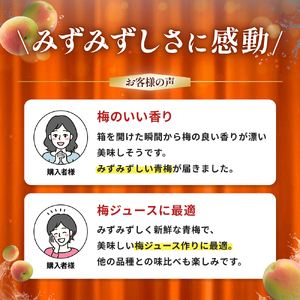 【期間限定・2026/4/30まで】中山農園の南高梅 青梅5kg※2026年5月下旬から順次発送予定※ / 紀州南高梅 梅シロップ 梅ジュース 梅酒 和歌山県 【nak018-1】
