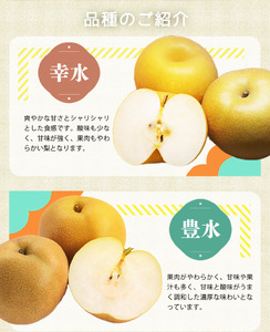 紀州和歌山産の梨 3玉 化粧箱入 ※2026年8月中旬～9月上旬頃に順次発送 ※日付指定不可 梨 なし ナシ 果物 くだもの フルーツ 甘い【uot787】