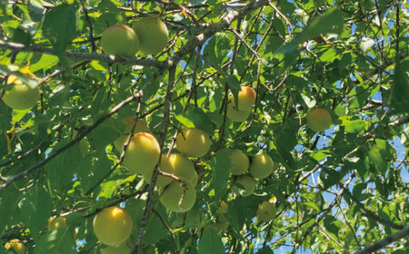 昔ながらの手作り完熟梅干し 2kg【zeu001C】