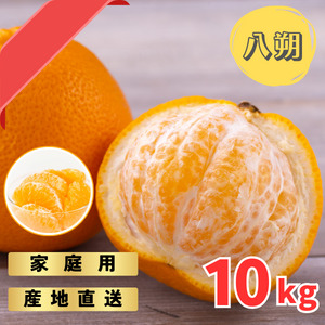 【先行予約】訳あり ご家庭用 完熟木なりハッサクみかん　10kg（M~3Lサイズ）【2026年3月上旬から3月下旬までに順次発送】/ みかん ハッサク 八朔 柑橘 果物 フルーツ 訳あり【tmf003】