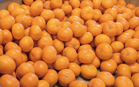 田村みかん並みの甘さ！ こだわりの和歌山県産 有田みかん 5kg（S～Lサイズおまかせ） ひとつひとつ手選別で厳選！生産者から直送 【2025年11月下旬～1月中旬ごろに順次発送予定】 | みかん フルーツ 果物 くだもの 有田みかん 蜜柑 柑橘【hdm005】