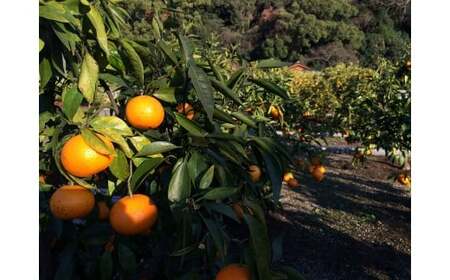 【希少柑橘】和歌山県産なつみ約5kg（S～2Lサイズおまかせ）【tecj1021】