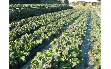 【新宮名物】めはり漬セット【古漬付き】【kbs002A】