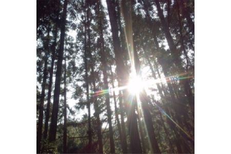 熊野の香り 香りくらべ【mfb006】