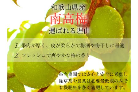 【梅干・梅酒用】（4Lまたは3L－2Kg）熟南高梅＜2025年6月上旬～7月上旬ごろに順次発送予定＞ / 梅 青梅 梅干 梅干し 大容量 梅酒 お酒【art006A】