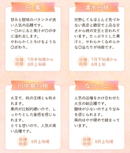 【先行予約受付】和歌山県産の美味しい桃 （11～15玉入り）【2025年6月中旬頃から8月上旬頃順次発送予定】 和歌山 もも モモ 桃 ギフト 贈り物 プレゼント 夏ギフト 果物 フルーツ 人気 産地直送 和歌山県 お取り寄せ【mat100B】