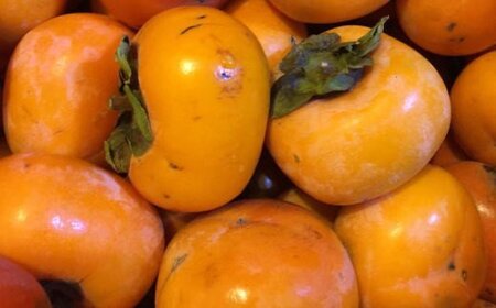 【秋の味覚】和歌山産のたねなし柿ご家庭用約7.5kg【tec410A】