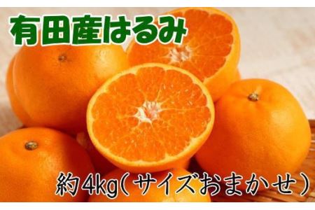 【厳選・濃厚】紀州有田産のはるみ約4kg(2L～3Lサイズおまかせ) ※2025年1月下旬～2025年2月中旬頃より順次発送 【tec820A】